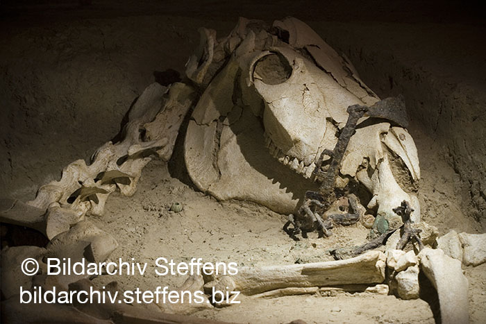 Mikri Doxipara, Schädel eines Pferdes © Bildarchiv Steffens/Schendzielorz